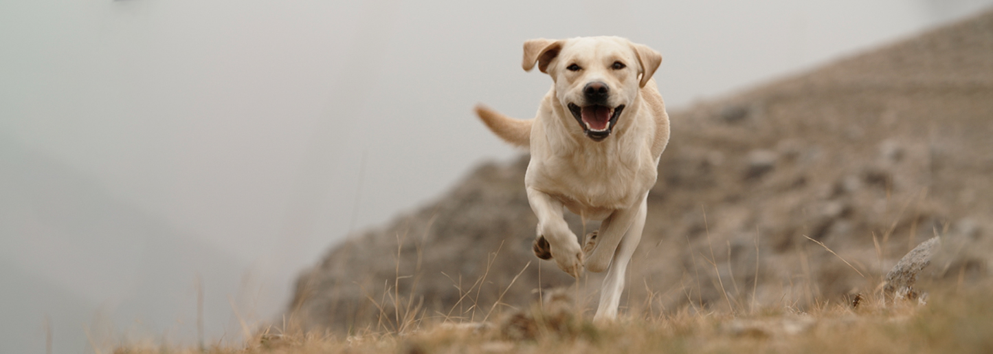Joyful-Labrador-Running-Down-Hill