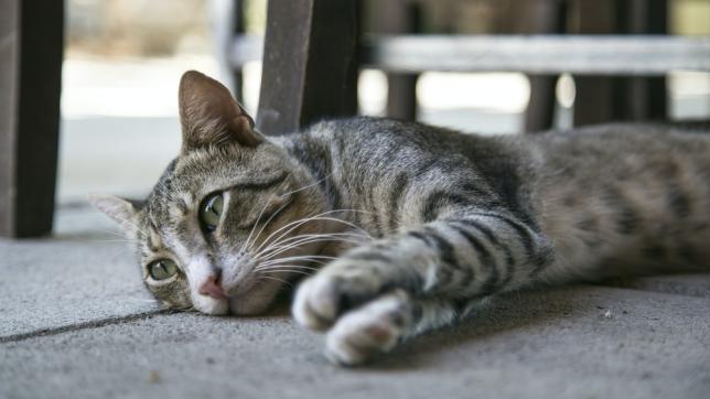 Sad cat lying on floor