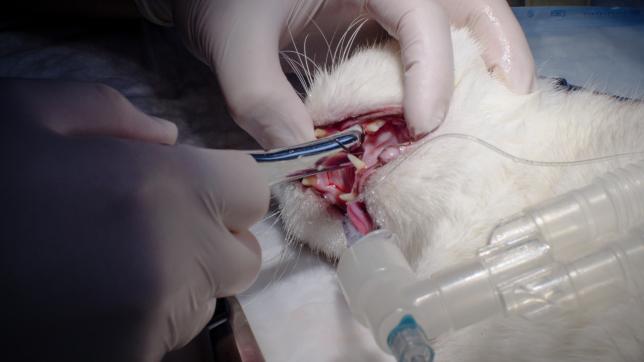 cat dental procedure.jpg