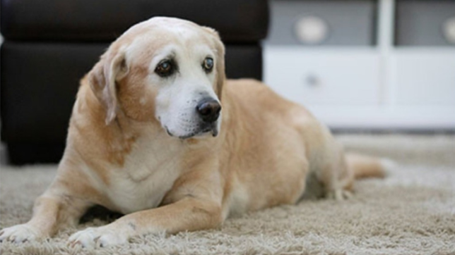 Senior-Labrador-Retriever-with-clouded-eyes 
