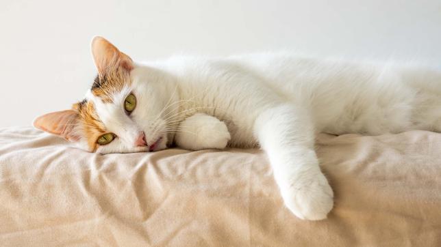 sick-cat-suffering-from-lungworm