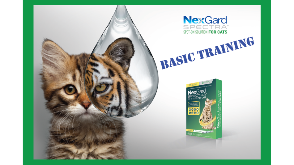 Basic Training thumbnail