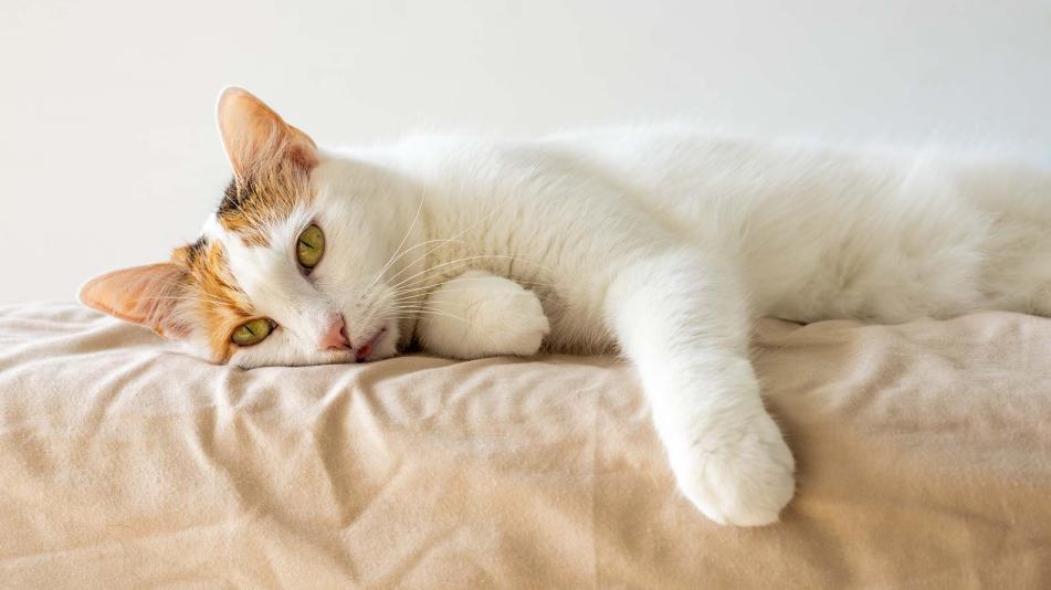 sick-cat-suffering-from-lungworm